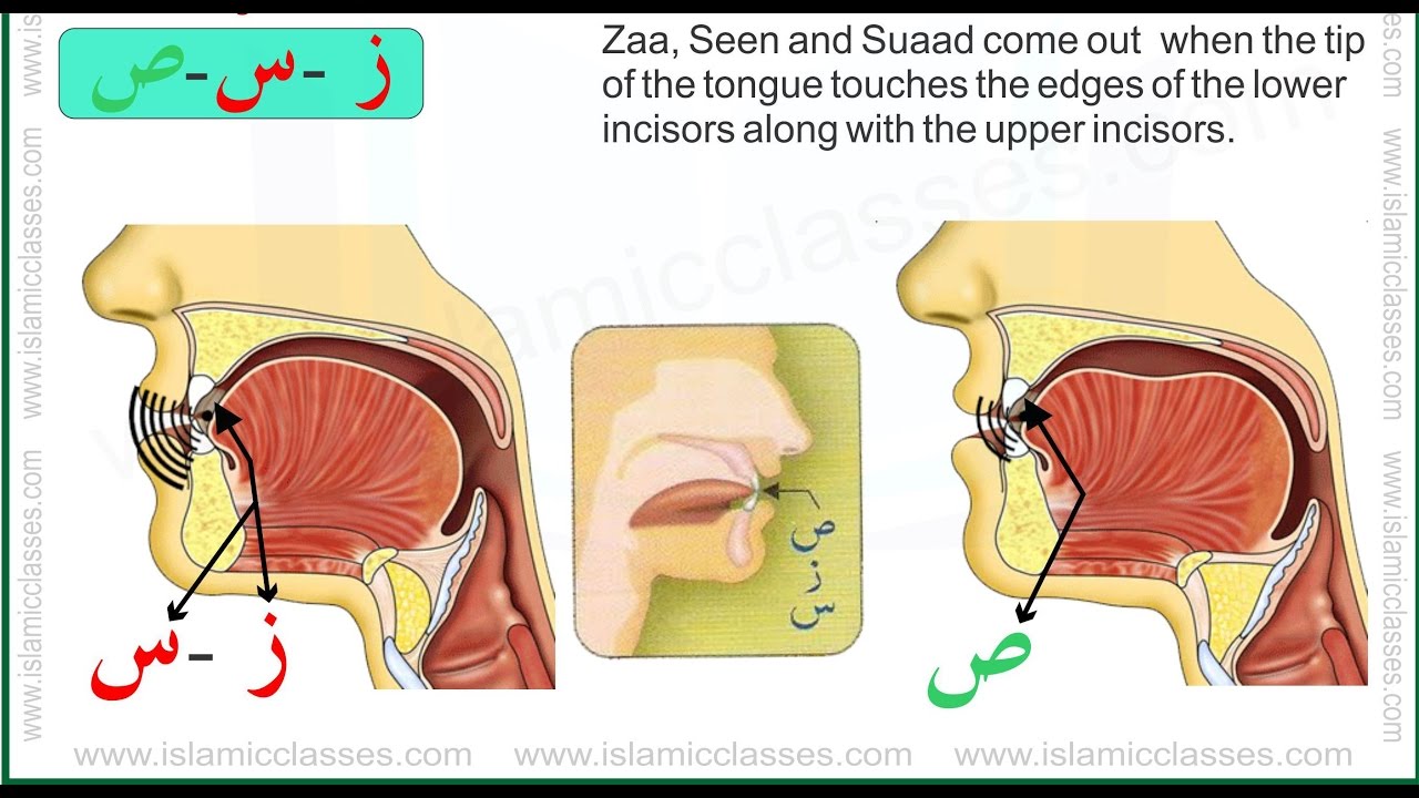 Arabic phonetics